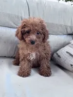 Minnie, a female Poodle - Miniature  for sale in Hopkinsville, KY – 2 of 7