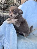 Nugget, a male Chihuahua for sale in Hopkinsville, KY – 2 of 5