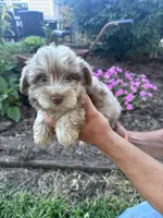 Pearl, a female Chipoo for sale in Hopkinsville, KY – 3 of 4