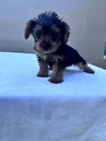Cooper, a male Yorkshire Terrier for sale in Hopkinsville, KY – 6 of 8