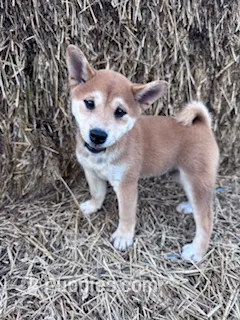 Ozzie – Shiba Inu puppy for sale in Hopkinsville, KY