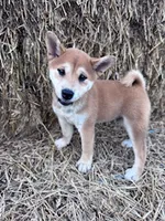 Ozzie, a male Shiba Inu for sale in Hopkinsville, KY – 1 of 5