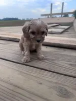 Coco, a female Cavapoo for sale in Hopkinsville, KY – 4 of 5
