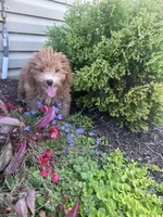 Yeti , a male Yorkipoo for sale in Hopkinsville, KY – 6 of 6