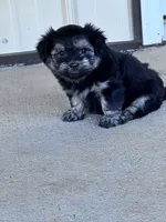 Milo, a male Havanese for sale in Hopkinsville, KY – 4 of 4