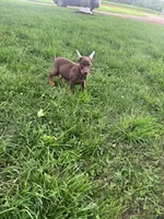 Jase, a male Doberman Pinscher for sale in Hopkinsville, KY – 5 of 5