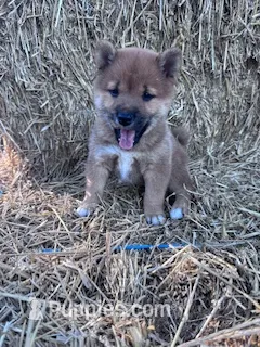 Kai – Shiba Inu puppy for sale in Hopkinsville, KY