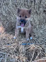 Kai, a female Shiba Inu for sale in Hopkinsville, KY – 1 of 5