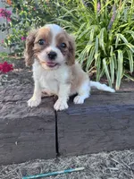 Charlie, a male Cavapoo for sale in Hopkinsville, KY – 2 of 5