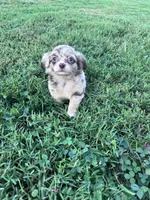 Teddy, a male Chihuahua for sale in Hopkinsville, KY – 7 of 7