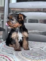 Lulu, a female Yorkshire Terrier for sale in Hopkinsville, KY – 3 of 4