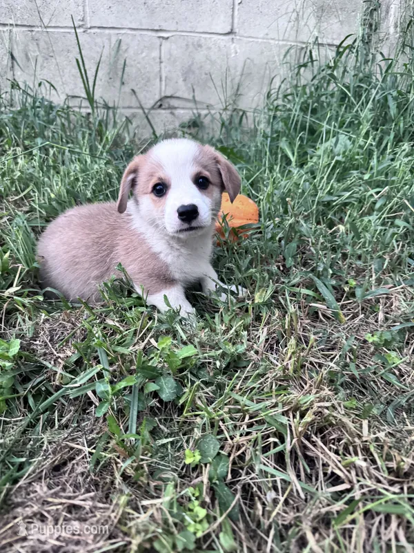 Winston – Pembroke Welsh Corgi puppy for sale in Hopkinsville, KY