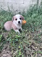 Winston, a male Pembroke Welsh Corgi for sale in Hopkinsville, KY – 1 of 5