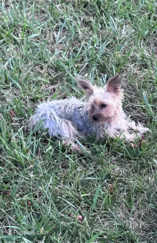 Sophie – Yorkshire Terrier puppy for sale in Hopkinsville, KY