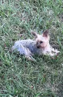 Sophie, a female Yorkshire Terrier for sale in Hopkinsville, KY – 1 of 4