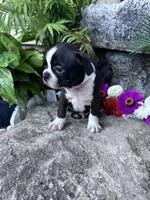 Baxter, a male Boston Terrier for sale in Hopkinsville, KY – 3 of 5