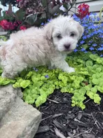 Frosty , a male Havanese for sale in Hopkinsville, KY – 3 of 6