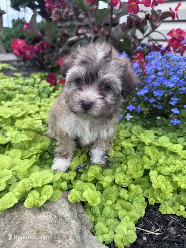 Lucky – Havanese puppy for sale in Hopkinsville, KY