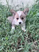 Sunny, a male Pembroke Welsh Corgi for sale in Hopkinsville, KY – 5 of 7