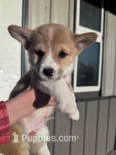 Teddy – Pembroke Welsh Corgi puppy for sale in Hopkinsville, KY