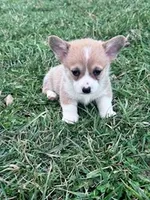 Teddy, a male Pembroke Welsh Corgi for sale in Hopkinsville, KY – Photo 2 of 5