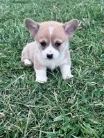 Teddy, a male Pembroke Welsh Corgi for sale in Hopkinsville, KY – Photo 3 of 5