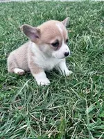 Teddy, a male Pembroke Welsh Corgi for sale in Hopkinsville, KY – Photo 5 of 5