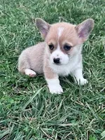 Teddy, a male Pembroke Welsh Corgi for sale in Hopkinsville, KY – Photo 4 of 5