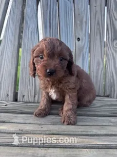 Gizmo – Cavapoo puppy for sale in Hopkinsville, KY