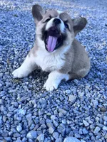 Winnie, a female Pembroke Welsh Corgi for sale in Hopkinsville, KY – 3 of 6