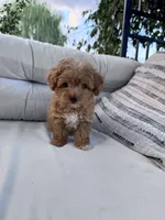 Nugget, a male Yorkipoo for sale in Hopkinsville, KY – 3 of 5