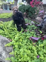 Vegas, a female Yorkipoo for sale in Hopkinsville, KY – 6 of 6