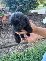 Pepper, a female Chipoo for sale in Hopkinsville, KY – 3 of 4