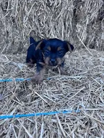 Lucy, a female Yorkshire Terrier for sale in Hopkinsville, KY – 5 of 5