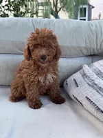 Mickey, a male Poodle - Miniature  for sale in Hopkinsville, KY – 3 of 5
