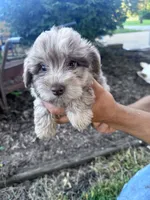 Pearl, a female Chipoo for sale in Hopkinsville, KY – 2 of 4