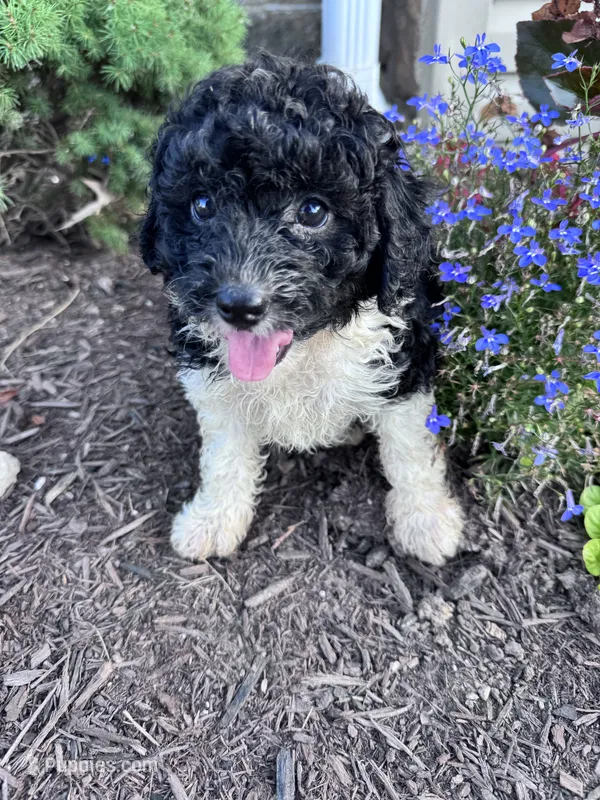 Oreo – Yorkipoo puppy for sale in Hopkinsville, KY