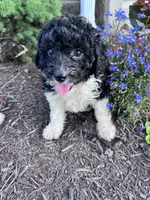 Oreo, a female Yorkipoo for sale in Hopkinsville, KY – 1 of 6