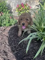 Copper, a male Poodle - Miniature  for sale in Hopkinsville, KY – 5 of 6