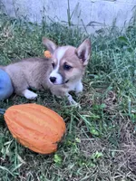 Honey, a female Pembroke Welsh Corgi for sale in Hopkinsville, KY – 2 of 5