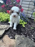 Max, a male Poodle - Miniature  for sale in Hopkinsville, KY – 4 of 7