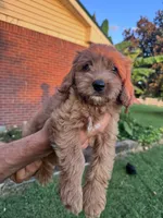 Buddy, a male Cavapoo and Bichpoo for sale in Hopkinsville, KY – 2 of 4
