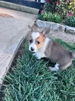 Polly, a female Pembroke Welsh Corgi for sale in Hopkinsville, KY – Photo 2 of 4
