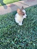 Polly, a female Pembroke Welsh Corgi for sale in Hopkinsville, KY – Photo 4 of 4