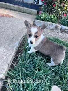 Polly, a female Pembroke Welsh Corgi for sale in Hopkinsville, KY – Photo 1 of 4