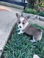 Polly, a female Pembroke Welsh Corgi for sale in Hopkinsville, KY – Photo 1 of 4