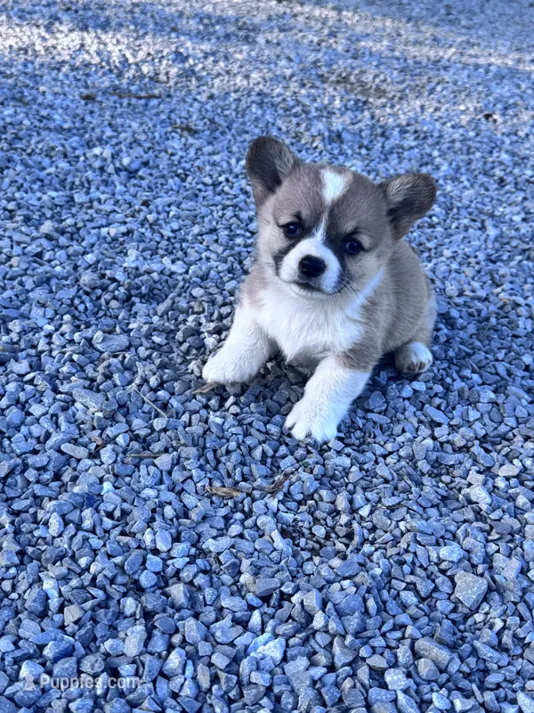 Winnie – Pembroke Welsh Corgi puppy for sale in Hopkinsville, KY