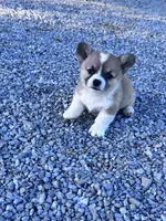 Winnie, a female Pembroke Welsh Corgi for sale in Hopkinsville, KY – 1 of 6