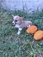Honey, a female Pembroke Welsh Corgi for sale in Hopkinsville, KY – 4 of 5