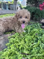 Peanut, a male Yorkipoo for sale in Hopkinsville, KY – 2 of 4